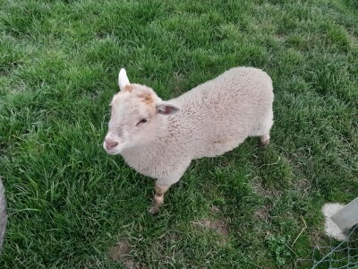 Križanac ovce i jarca