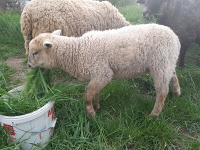 Križanac ovce i jarca