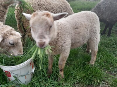 Križanac ovce i jarca