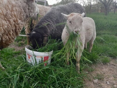 Križanac ovce i jarca