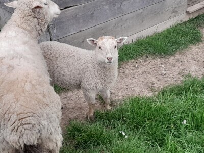 Križanac ovce i jarca