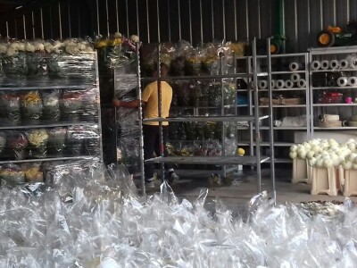 Krizanteme i multiflore