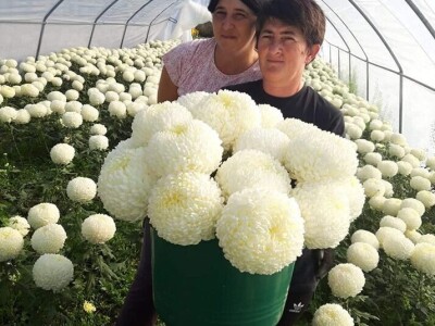 Krizanteme i multiflore