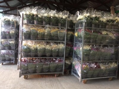 Krizanteme i multiflore