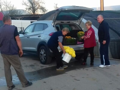 Krizanteme i multiflore