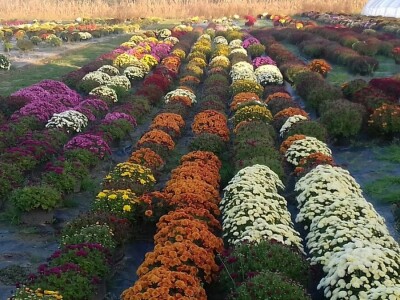 Krizanteme i multiflore