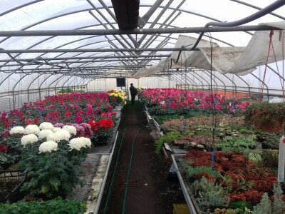 Krizanteme i multiflore