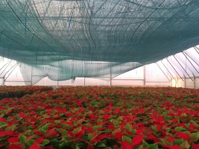 Krizanteme i multiflore