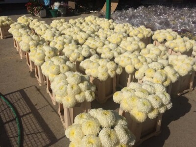 Krizanteme i multiflore