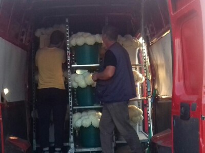 Krizanteme i multiflore