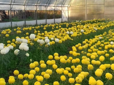 Krizanteme i multiflore