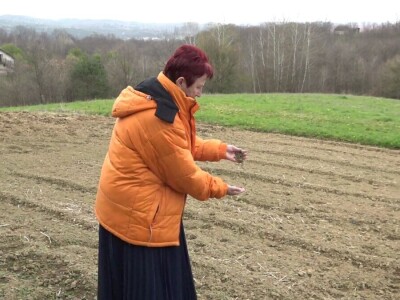 Krompir batat Stanari Krompir batat Stanari