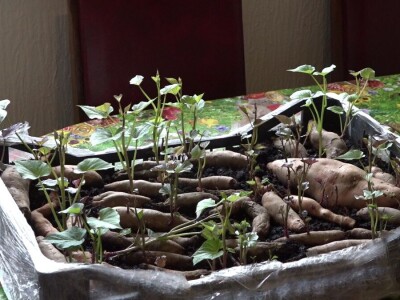 Krompir batat Stanari Krompir batat Stanari