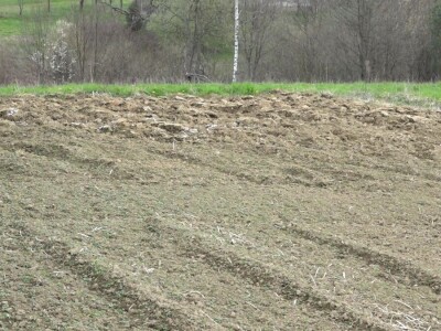 Krompir batat Stanari Krompir batat Stanari