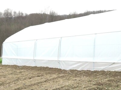 Krompir batat Stanari Krompir batat Stanari