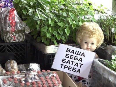 Krompir batat Stanari Krompir batat Stanari