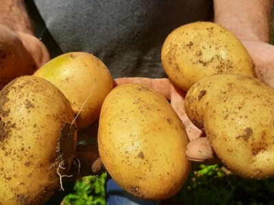 Dobra godina za krompir u okolini Topole, foto: M. Lazarević