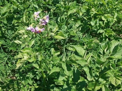 Krompirova zlatica Krompirova zlatica