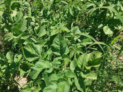 Krompirova zlatica Krompirova zlatica