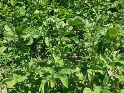 Krompirova zlatica Krompirova zlatica