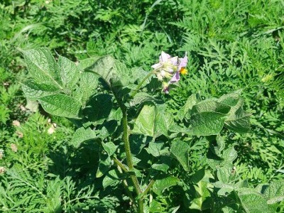 Krompirova zlatica Krompirova zlatica