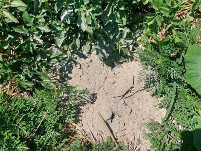 Krompirova zlatica Krompirova zlatica