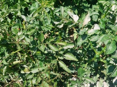 Krompirova zlatica Krompirova zlatica