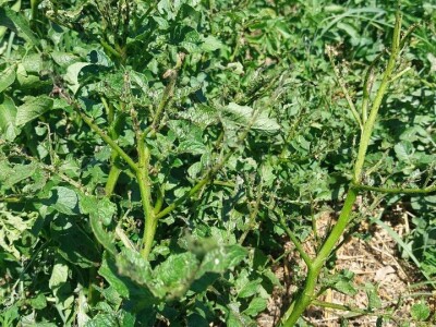 Krompirova zlatica Krompirova zlatica