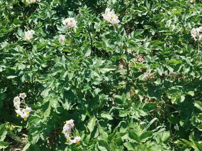 Krompirova zlatica Krompirova zlatica