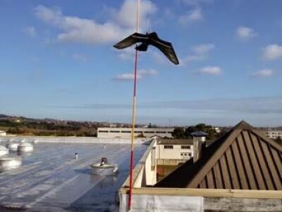 Sa terena - SCARYBIRD razno