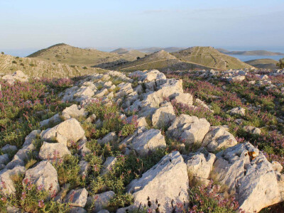 Samonikla biljka s krša