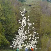 Krški travnjaci - Akcijski plan za očuvanje