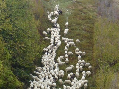 Krški travnjaci - Akcijski plan za očuvanje