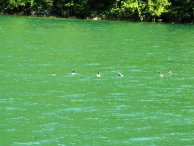 Krstarenje kroz kanjon reke Drine