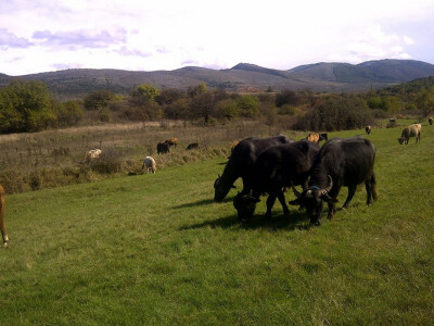 Krstevi doprinose očuvanju genetskih resursa starih rasa