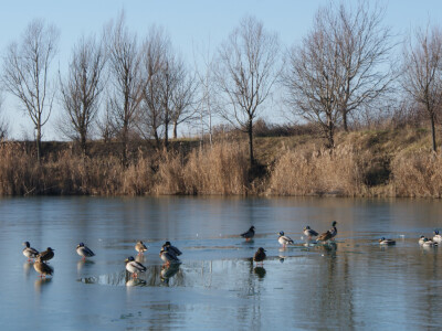 Krsto Franović - veliki čovjek