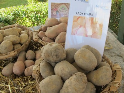 Krumpir Lady Claire i Bella Rossa