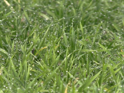 Krunoslav Pavlek - prihrana tla