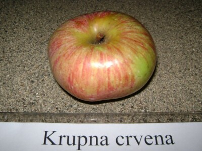 Krupna crvena - stara sorta jabuke