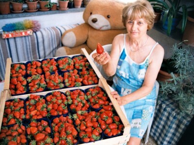 To su krupne vrgoračke jagode u modrim plastičnim posudicama