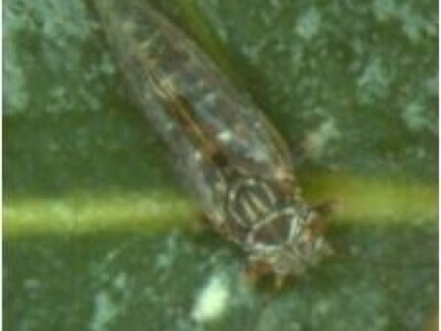 Kruškina buha i kako protiv nje?