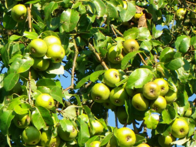 Obilan urod bijele lubeničarke