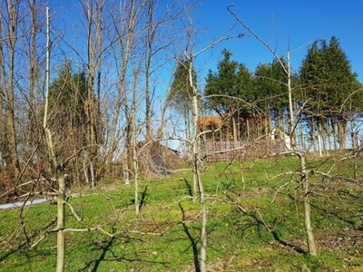 Stabla kruške sorta Santa Marija Stabla kruške sorta Santa Marija