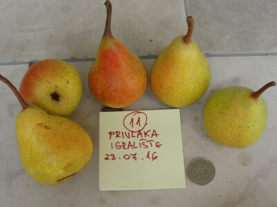 Tomislav Grubanović - kruška iz Privlake