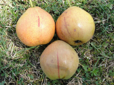 Tomislav Grubanović - kruška iz Otoka