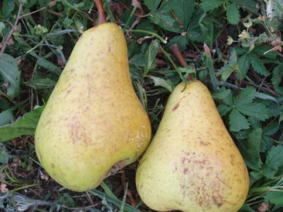 Ljubojevićeva kruška &quot;milenka&quot;