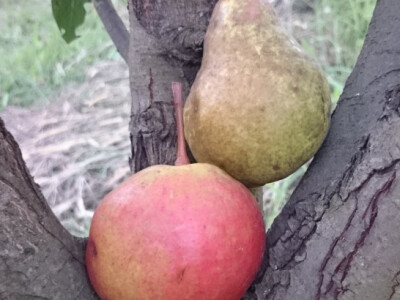 Viljamovka i krupna lubeničarka