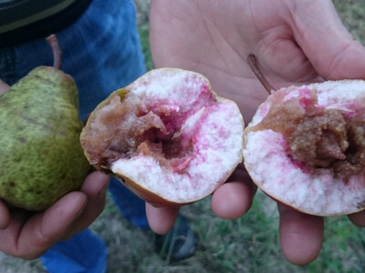 Meso krupne lubeničarke