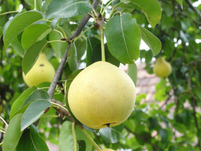 Tomislav Grubanović - kruška iz Gradišta