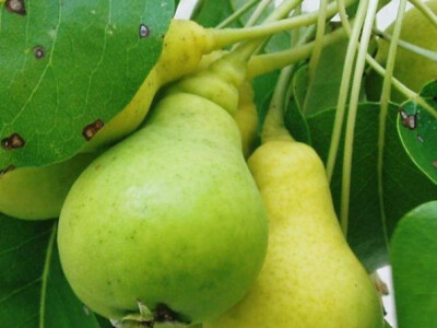 Ljetne kruške tikvice